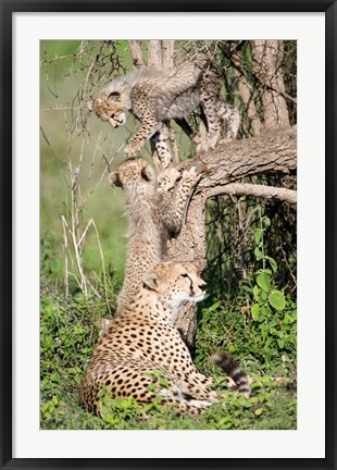 Framed Cheetah cubs (Acinonyx jubatus) with their mother in a forest, Ndutu, Ngorongoro, Tanzania Print