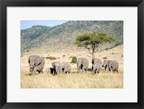 Framed African Elephants (Loxodonta africana) in a Forest, Masai Mara National Reserve, Kenya Print