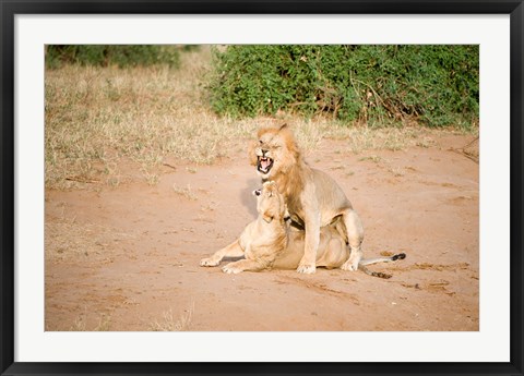 Framed Lion pair (Panthera leo) mating in a field, Samburu National Park, Rift Valley Province, Kenya Print