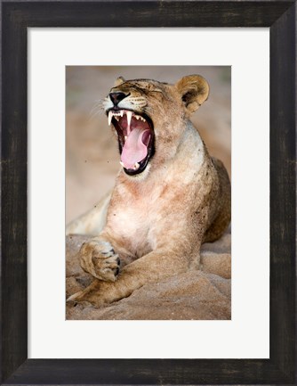 Framed Close Up of Lioness (Panthera leo) Yawning in a Forest, Tarangire National Park, Tanzania Print