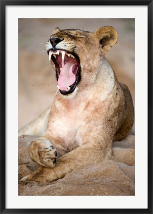 Framed Close Up of Lioness (Panthera leo) Yawning in a Forest, Tarangire National Park, Tanzania Print