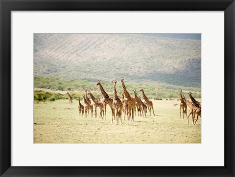 Framed Masai giraffes (Giraffa camelopardalis tippelskirchi) in a forest, Lake Manyara, Tanzania Print