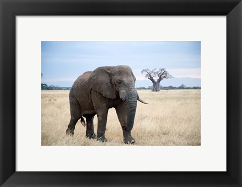 Framed African elephant (Loxodonta africana) walking in a forest, Tarangire National Park, Tanzania Print