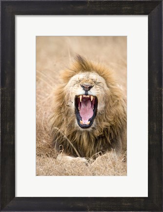 Framed Lion (Panthera leo) yawning in a forest, Ngorongoro Crater, Ngorongoro, Tanzania Print