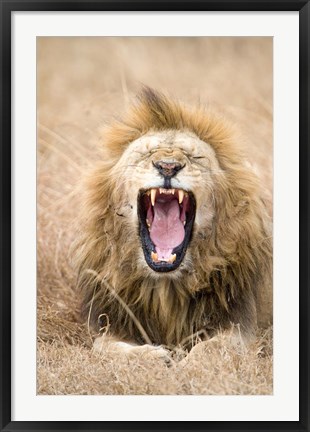 Framed Lion (Panthera leo) yawning in a forest, Ngorongoro Crater, Ngorongoro, Tanzania Print