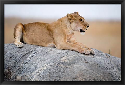 Framed Close Up of a Lioness (Panthera leo) Sitting on a Rock, Serengeti, Tanzania Print