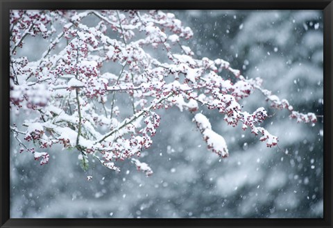 Framed Snow covered branch during snowing, Washington State, USA Print