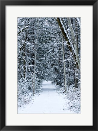 Framed Snow Covered Road Through a Forest, Washington State Print