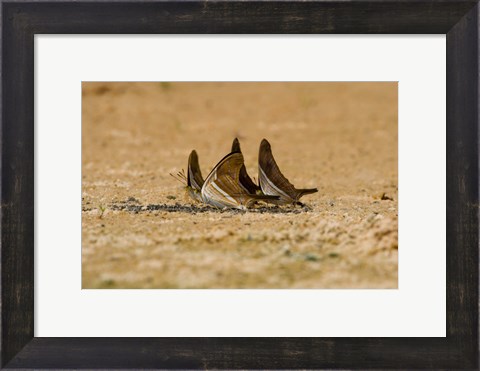 Framed Swallowtail butterflies in a field, Three Brothers River, Meeting of the Waters State Park, Pantanal Wetlands, Brazil Print