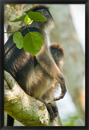 Framed Red Colobus monkey with its young one on a tree, Kibale National Park, Uganda Print