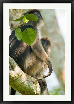 Framed Red Colobus monkey with its young one on a tree, Kibale National Park, Uganda Print