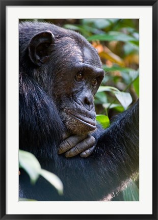 Framed Chimpanzee, Kibale National Park, Uganda Print