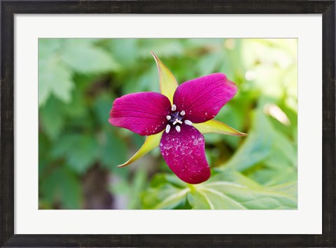 Framed Close-up of a trillium flower Print