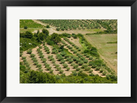 Framed Olive trees in field, Les Baux-de-Provence, Bouches-Du-Rhone, Provence-Alpes-Cote d&#39;Azur, France Print