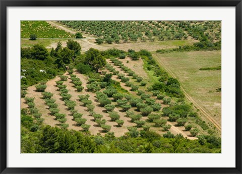 Framed Olive trees in field, Les Baux-de-Provence, Bouches-Du-Rhone, Provence-Alpes-Cote d&#39;Azur, France Print