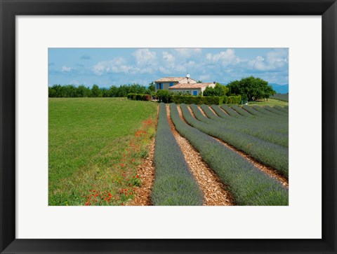 Framed Lavender field, Plateau de Valensole, Alpes-de-Haute-Provence, Provence-Alpes-Cote d&#39;Azur, France Print