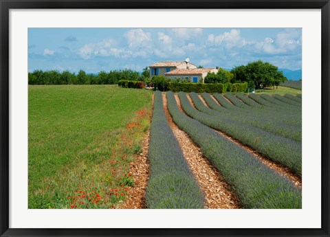 Framed Lavender field, Plateau de Valensole, Alpes-de-Haute-Provence, Provence-Alpes-Cote d&#39;Azur, France Print