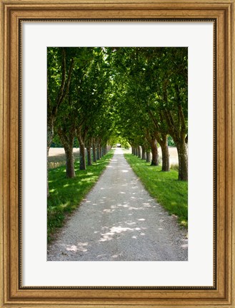 Framed Treelined along a road, Vaugines, Vaucluse, Provence-Alpes-Cote d&#39;Azur, France Print