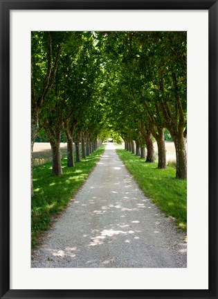 Framed Treelined along a road, Vaugines, Vaucluse, Provence-Alpes-Cote d&#39;Azur, France Print