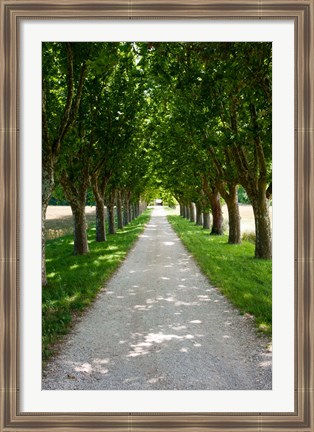 Framed Treelined along a road, Vaugines, Vaucluse, Provence-Alpes-Cote d&#39;Azur, France Print