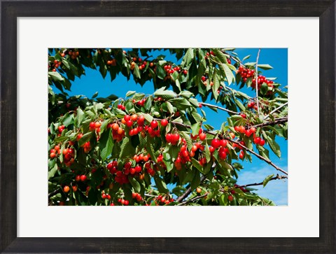 Framed Cherries to be Harvested, Cucuron, Vaucluse, Provence-Alpes-Cote d&#39;Azur, France (horizontal) Print