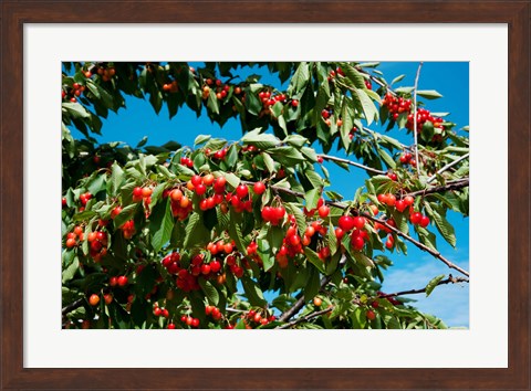 Framed Cherries to be Harvested, Cucuron, Vaucluse, Provence-Alpes-Cote d&#39;Azur, France (horizontal) Print