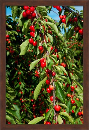 Framed Cherries to be Harvested, Cucuron, Vaucluse, Provence-Alpes-Cote d&#39;Azur, France (vertical) Print