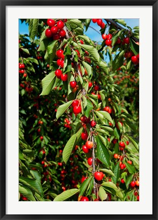 Framed Cherries to be Harvested, Cucuron, Vaucluse, Provence-Alpes-Cote d&#39;Azur, France (vertical) Print