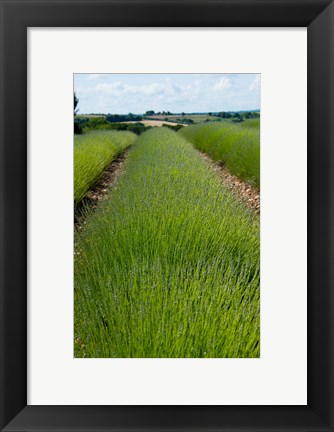 Framed Lavender Field, Route de Manosque, Plateau de Valensole, Alpes-de-Haute-Provence, Provence-Alpes-Cote d&#39;Azur, France Print