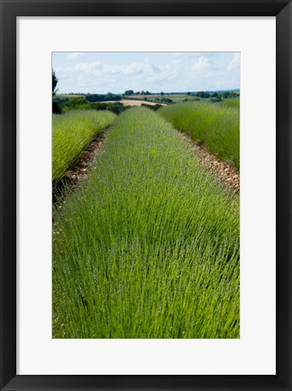 Framed Lavender Field, Route de Manosque, Plateau de Valensole, Alpes-de-Haute-Provence, Provence-Alpes-Cote d&#39;Azur, France Print