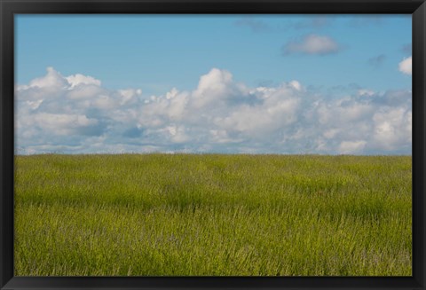 Framed Lavender Field, France Print