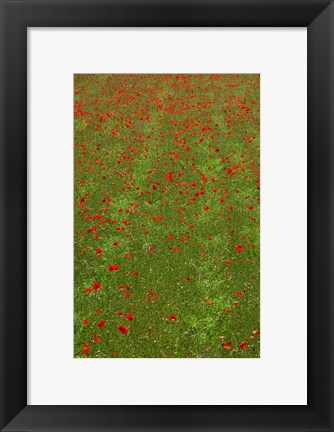 Framed Poppy Field in Bloom, Les Gres, Sault, Vaucluse, Provence-Alpes-Cote d&#39;Azur, France (vertical) Print