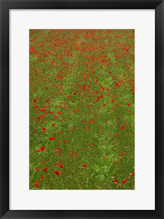 Framed Poppy Field in Bloom, Les Gres, Sault, Vaucluse, Provence-Alpes-Cote d&#39;Azur, France (vertical) Print