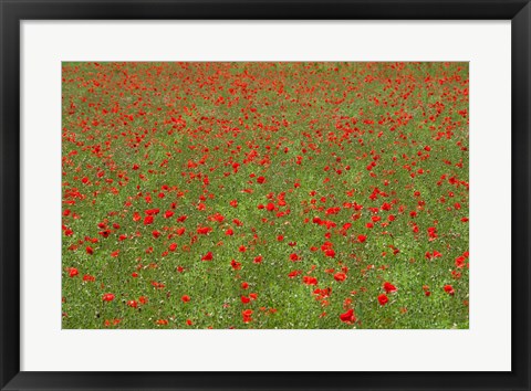 Framed Poppy Field in Bloom, Les Gres, Sault, Vaucluse, Provence-Alpes-Cote d&#39;Azur, France (horizontal) Print