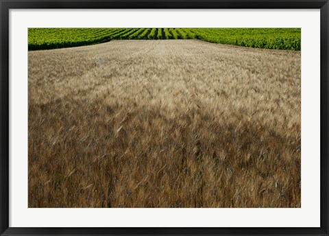 Framed Wheat field surrounded by vineyards, Cucuron, Vaucluse, Provence-Alpes-Cote d&#39;Azur, France Print