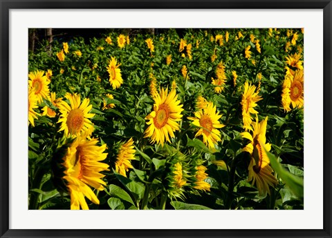 Framed Sunflowers (Helianthus annuus) in a field, Vaugines, Vaucluse, Provence-Alpes-Cote d&#39;Azur, France Print