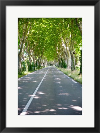 Framed Allee of trees, St.-Remy-De-Provence, Bouches-Du-Rhone, Provence-Alpes-Cote d&#39;Azur, France Print