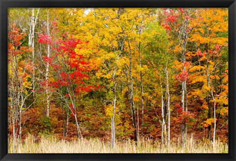 Framed Colorful Trees in the Forest during Autumn, Muskoka, Ontario, Canada Print