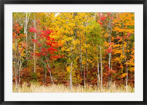 Framed Colorful Trees in the Forest during Autumn, Muskoka, Ontario, Canada Print
