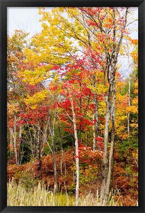 Framed Autumn Trees, Muskoka, Ontario, Canada Print