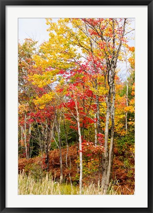 Framed Autumn Trees, Muskoka, Ontario, Canada Print