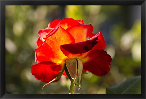 Framed Close-up of an orange rose, Los Angeles, California, USA Print