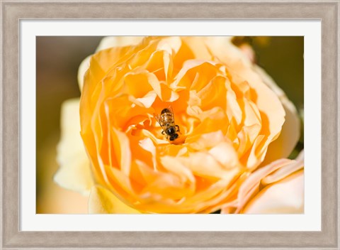 Framed Bee pollinating a yellow rose, Beverly Hills, Los Angeles County, California, USA Print