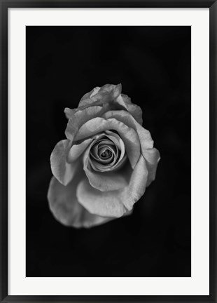 Framed Close-up of a rose Print