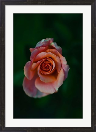 Framed Close-up of a pink rose, Beverly Hills, Los Angeles County, California, USA Print