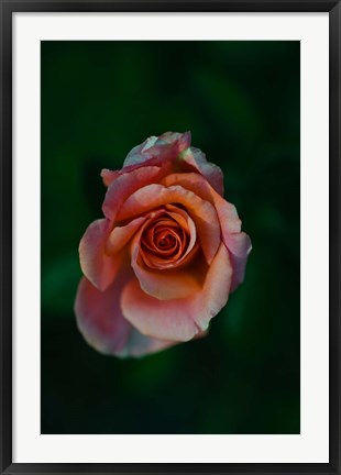 Framed Close-up of a pink rose, Beverly Hills, Los Angeles County, California, USA Print