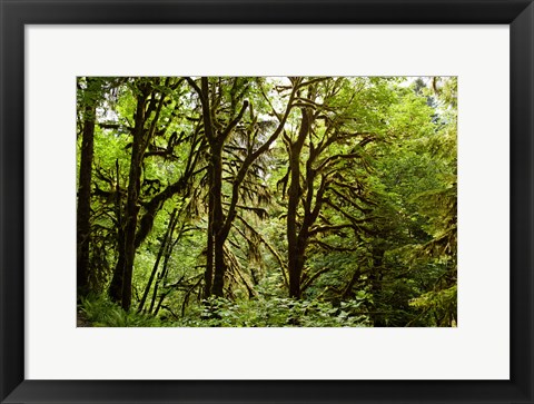 Framed Trees in a Forest, Quinault Rainforest, Olympic National Park, Olympic Peninsula, Washington State Print