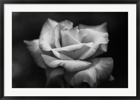 Framed Close-up of a rose, Los Angeles County, California, USA Print