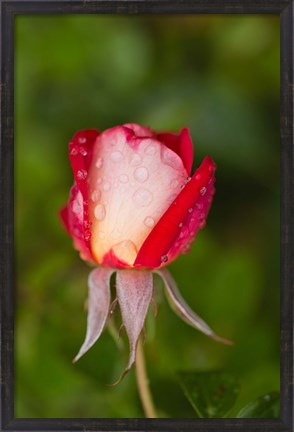 Framed Close-up of a Rose, Glendale, Los Angeles County, California Print