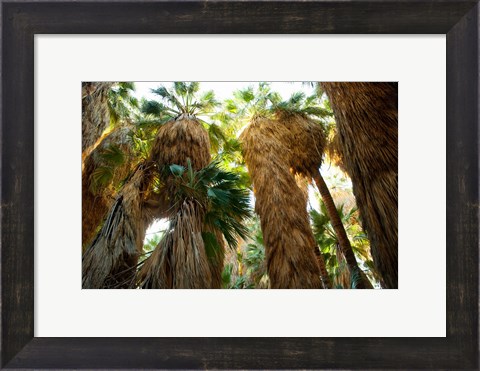 Framed Low angle view of palm trees, Palm Springs, Riverside County, California, USA Print